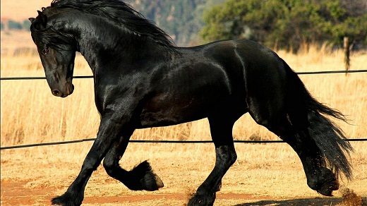 Top 12 Beautiful Horses In The World You Should Know Friesian horse 06 | Horses
