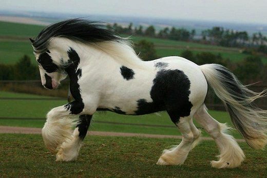 Top 12 Beautiful Horses In The World You Should Know 8 Top 12 Beautiful Horses In The World You Should Know Gypsy Vanner horse 04 | Horses