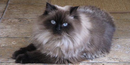 Attention: Long-haired Cat Breeds Himalayan 02 | Cats