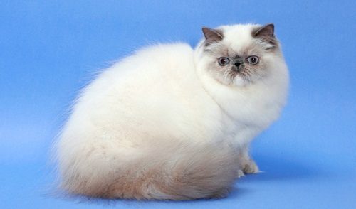 Attention: Long-haired Cat Breeds Himalayan cat 05 | Cats