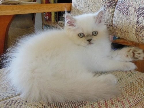 Attention Long Haired Cat Breeds Disk Trend Magazine
