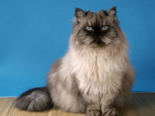 Attention: Long-haired Cat Breeds Himalayan cat 74 | Cats