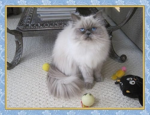 Himalayan Cat 784 Disk Trend Magazine