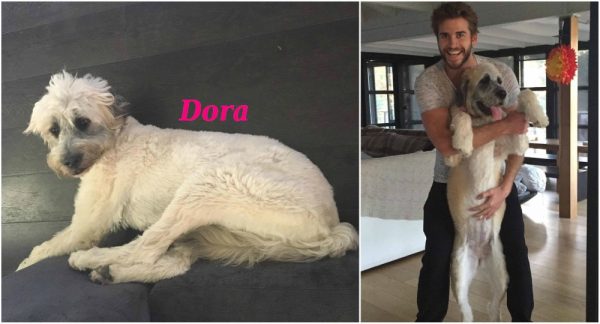 Liam_Hemswort_-Pets_dog_Dora Liam Hemswort Pets dog Dora |