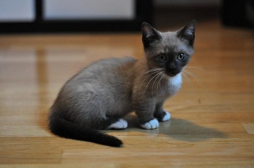 Attention: Long-haired Cat Breeds Munchkin cat 41 | Cats