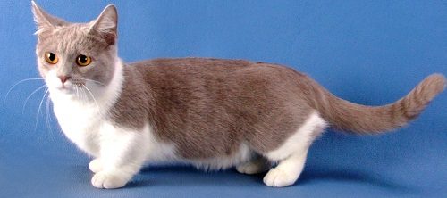 Attention: Long-haired Cat Breeds Munchkin cat 70 | Cats