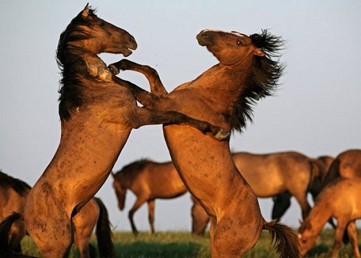 Top 12 Beautiful Horses In The World You Should Know 18 Top 12 Beautiful Horses In The World You Should Know Mustang horse 01 | Horses