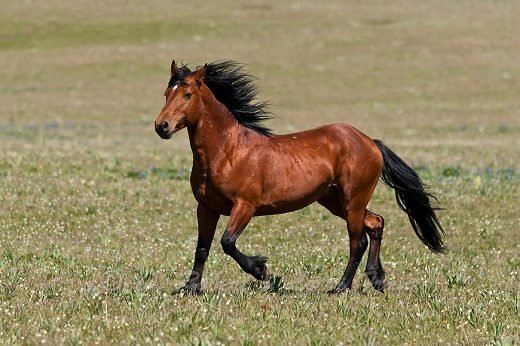 Top 12 Beautiful Horses In The World You Should Know