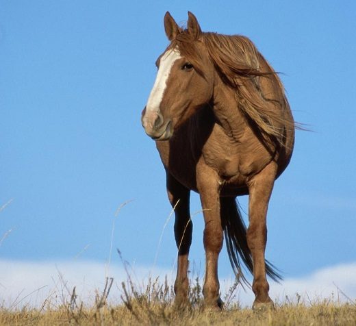 Top 12 Beautiful Horses In The World You Should Know 19 Top 12 Beautiful Horses In The World You Should Know Mustang horse 04 | Horses