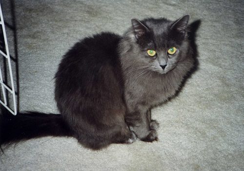 Attention: Long-haired Cat Breeds Nebelung cat 02 | Cats