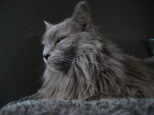 Attention: Long-haired Cat Breeds Nebelung cat 8 | Cats