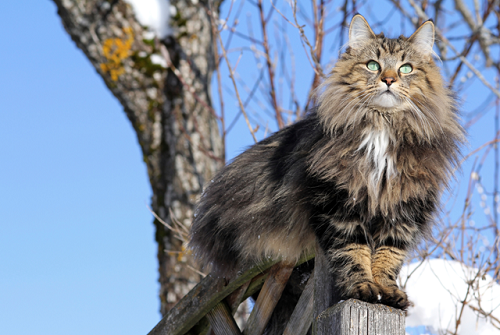 Attention: Long-haired Cat Breeds Norwegian forest cat 01 | Cats