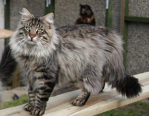 Attention: Long-haired Cat Breeds Norwegian forest cat 02 | Cats