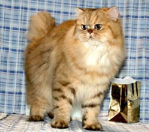 Attention: Long-haired Cat Breeds Persian cat 01 | Cats