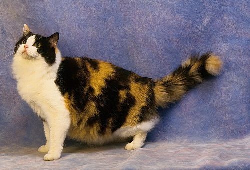 Attention: Long-haired Cat Breeds Ragamuffin cat 96 | Cats