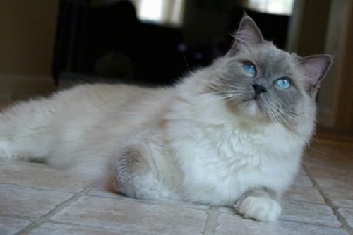 The 10 Most Important Facts About Ragdoll Cat 10 The 10 Most Important Facts About Ragdoll Cat RagdollCat 0865 | Cats