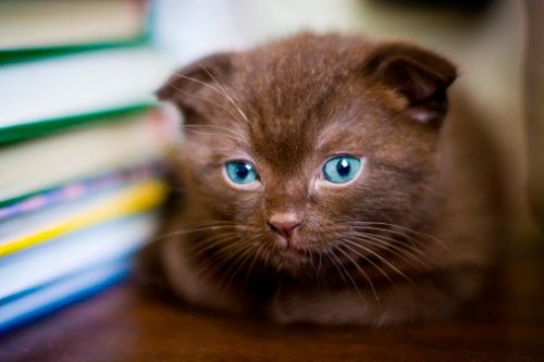 Attention: Long-haired Cat Breeds Scottish Fold 054 | Cats