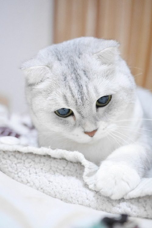 Attention: Long-haired Cat Breeds Scottish Fold cat 045 | Cats