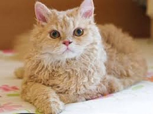 Attention: Long-haired Cat Breeds Selkirk Rex cat 08 | Cats