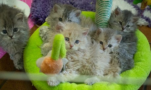 Attention: Long-haired Cat Breeds Selkirk Rex cat 9888 | Cats