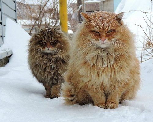 Attention: Long-haired Cat Breeds Siberian cat 01 | Cats