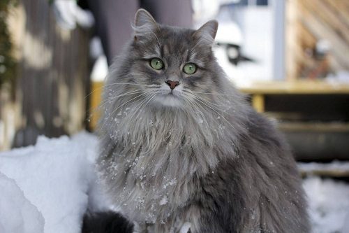 Attention: Long-haired Cat Breeds Siberian cat 04 | Cats