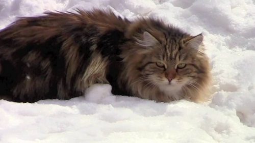 Attention: Long-haired Cat Breeds Siberian cat 856 | Cats