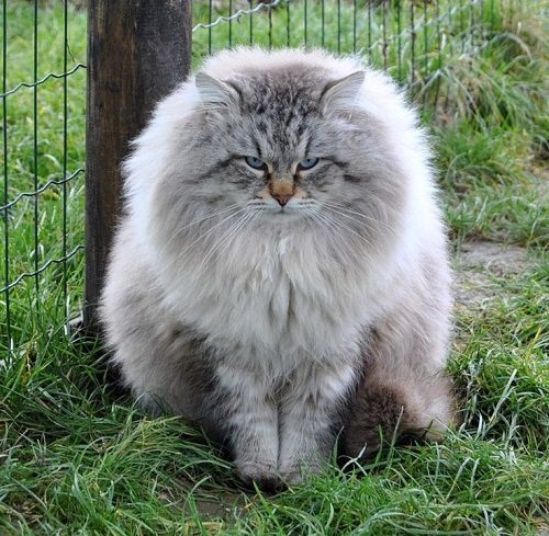 Attention: Long-haired Cat Breeds Siberian cat | Cats