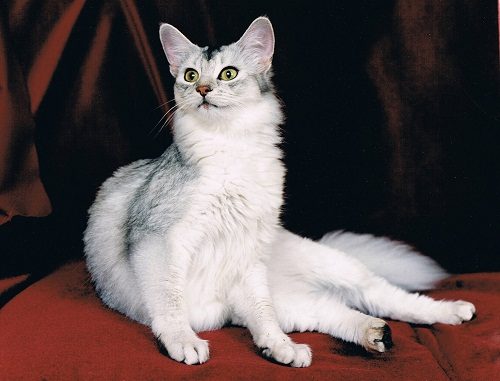 Attention: Long-haired Cat Breeds Somali Cat 08 | Cats
