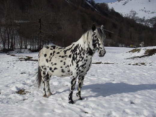 Top 12 Beautiful Horses In The World You Should Know 16 Top 12 Beautiful Horses In The World You Should Know The Dalmatian horse 018 | Horses