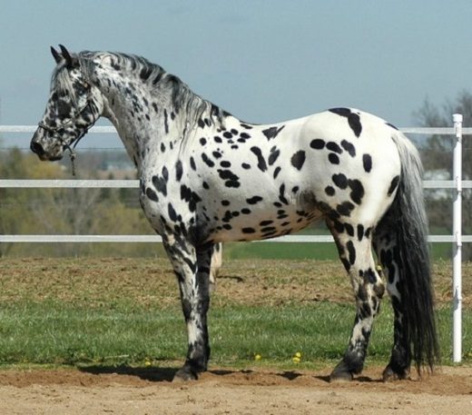 Top 12 Beautiful Horses In The World You Should Know 14 Top 12 Beautiful Horses In The World You Should Know The Dalmatian horse 045 | Horses