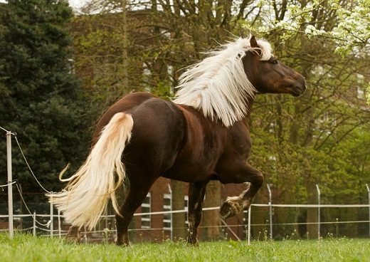 Top 12 Beautiful Horses In The World You Should Know 26 Top 12 Beautiful Horses In The World You Should Know The German Black Forest horse 01 | Horses