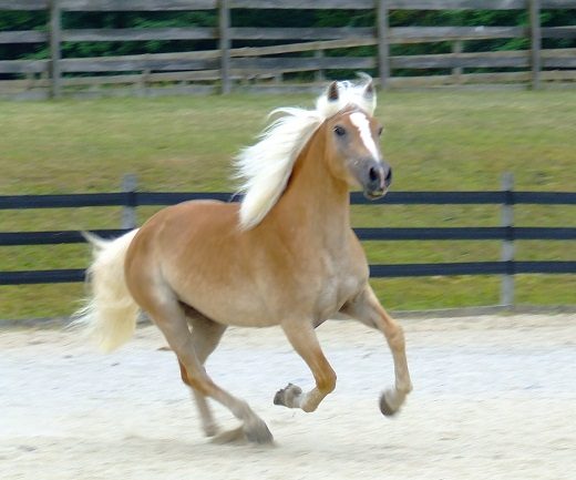 Top 12 Beautiful Horses In The World You Should Know 32 Top 12 Beautiful Horses In The World You Should Know The Haflinger horse 01 | Horses