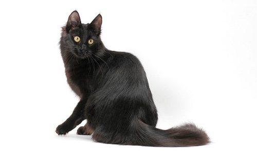 Attention: Long-haired Cat Breeds Turkish angora cat 363 | Cats