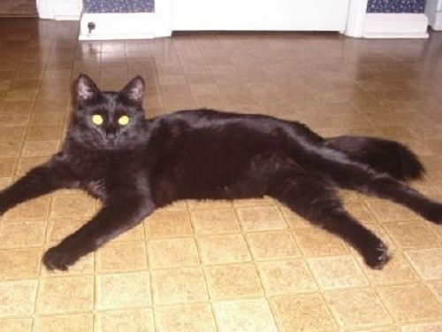 Attention: Long-haired Cat Breeds York Chocolate 02 | Cats