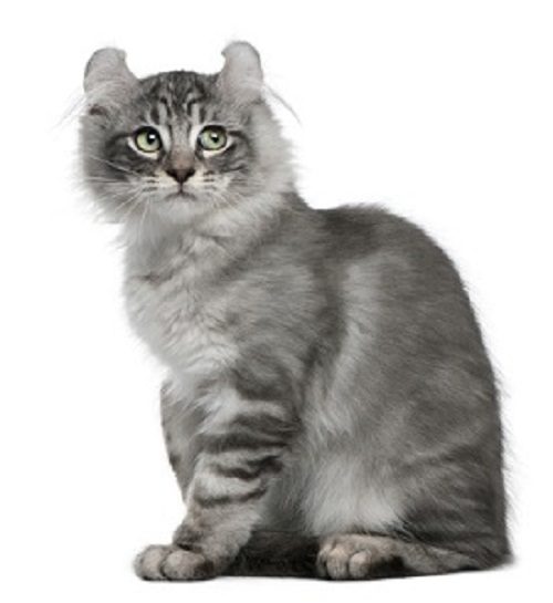 Attention: Long-haired Cat Breeds american curl cat 0747 | Cats
