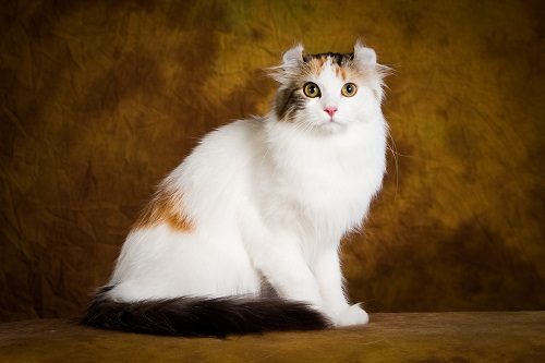 Attention: Long-haired Cat Breeds american curl 747 | Cats