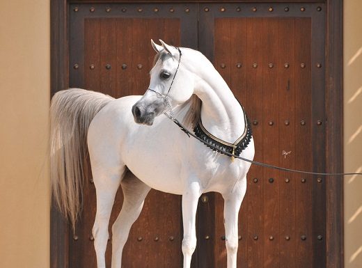 Top 12 Beautiful Horses In The World You Should Know 11 Top 12 Beautiful Horses In The World You Should Know arabian horse 03 | Horses
