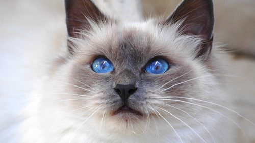 Attention: Long-haired Cat Breeds birman cat 098 | Cats