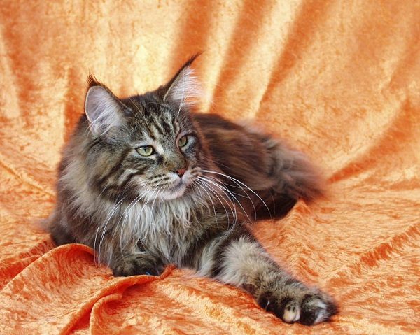 Take Care Of Maine Coon Doesn't Have To Be Hard. Read These 10 Tips black tabby maine coon 012 | Cats