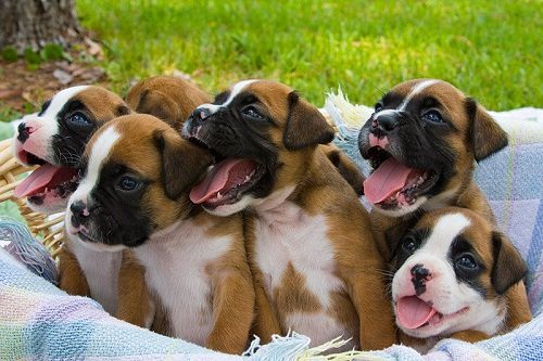 10 Boxer Dog Secrets That You Need To Know 7 10 Boxer Dog Secrets That You Need To Know boxer puppies 010 | Dogs
