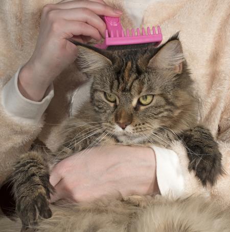 Take Care Of Maine Coon Doesn't Have To Be Hard. Read These 10 Tips brushing maine coon 096 | Cats