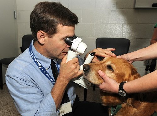 Find Out Everything Related To Diabetes For Your Pet's Health 9 Find Out Everything Related To Diabetes For Your Pet's Health cataract examination sign of diabetes in dog | Cats