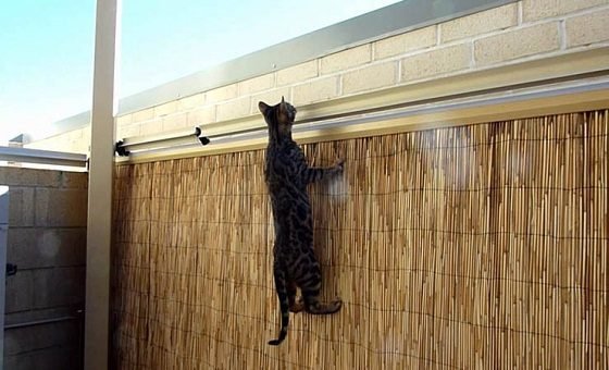 Bengal Cat Caring- 10 Things You Should Do 9 Bengal Cat Caring- 10 Things You Should Do climbing bengal 012 | Cats