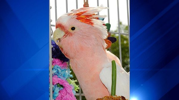 Want To Know More About Parrots? Read This! 1 Want To Know More About Parrots? Read This! cookie 111 | Birds