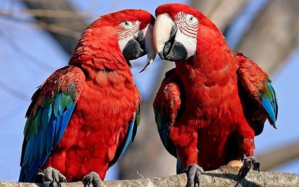 Want To Know More About Parrots? Read This! 3 Want To Know More About Parrots? Read This! couple of parrot 1 | Birds