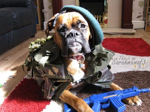 10 Boxer Dog Secrets That You Need To Know 10 10 Boxer Dog Secrets That You Need To Know crazy | Dogs