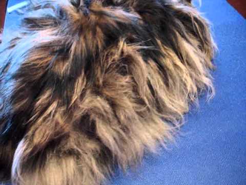 Take Care Of Maine Coon Doesn't Have To Be Hard. Read These 10 Tips dealing with knots of maine coon | Cats