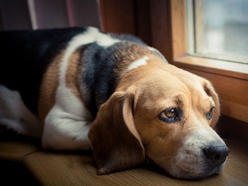15 Things You Should Know About Your Dog 4 15 Things You Should Know About Your Dog depressed dog | Behaviour & Training