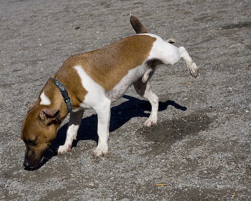 Find Out Everything Related To Diabetes For Your Pet's Health 3 Find Out Everything Related To Diabetes For Your Pet's Health dog urination 01 | Cats